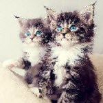 小猫壁纸Kittens Wallpapers免广告下载